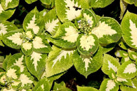 Weiß Grün Buntnessel Blumensamen zur Aussaat ohne Gentechnik Traditionssorte & ohne Gentechnik Samen Hausgarten