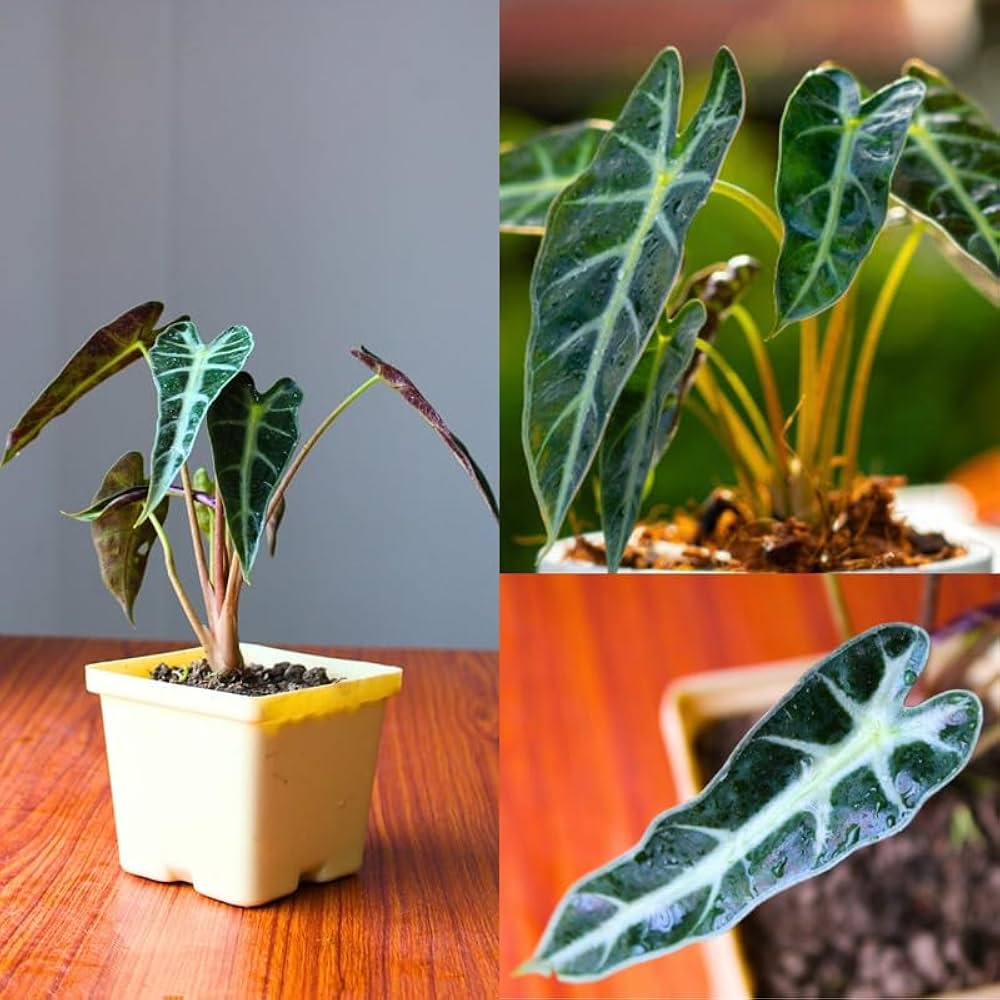 Alocasia Blumensamen zur Aussaat Bestäuber freundlich Traditionssorte & ohne Gentechnik Samen Hausgarten