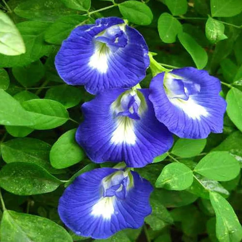 Clitoria blume samen for anpflanzung bright blooms heirloom & gmo free samen for home garten 
 
 sale samen for home garten anpflanzung