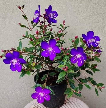 Lila tibouchina blume samen for anpflanzung - shade tolerant, heirloom & gmo free samen for home garten
 
 sale samen for home garten