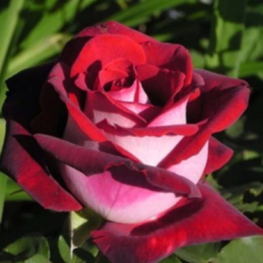 tief Rot Rose Blumensamen zur Aussaat – Garten beliebt – Traditionssorte & ohne Gentechnik Samen Hausgarten