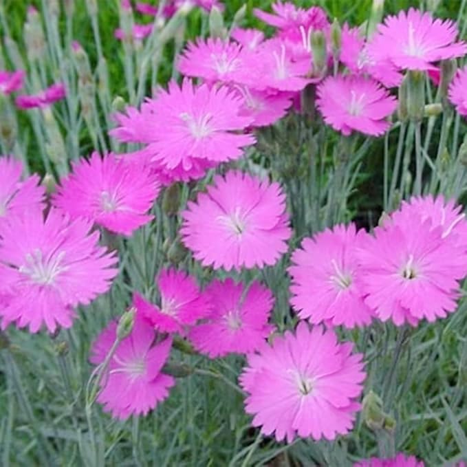 Nelke Maiden Rosa Samen zur Aussaat Hausgarten Blume Beet