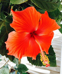 Hibiskus Blumensamen Orange Blumensamen zur Aussaat – pflegeleicht – Traditionssorte & ohne Gentechnik Samen Hausgarten