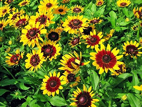 Sonnenhut Hirta Blumensamen zur Aussaat Blume Beet