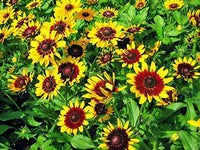 Sonnenhut Hirta Blumensamen zur Aussaat Blume Beet