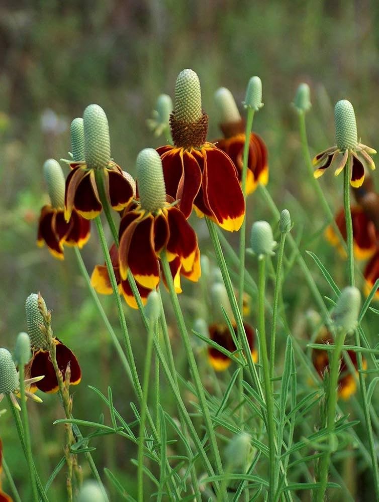Ratibida columnifera mexican hat native wildflower samen
