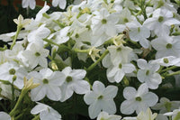 Nicotiana Saratoga Weiß Blume Pelletized Samen elegant einjährig Gärten