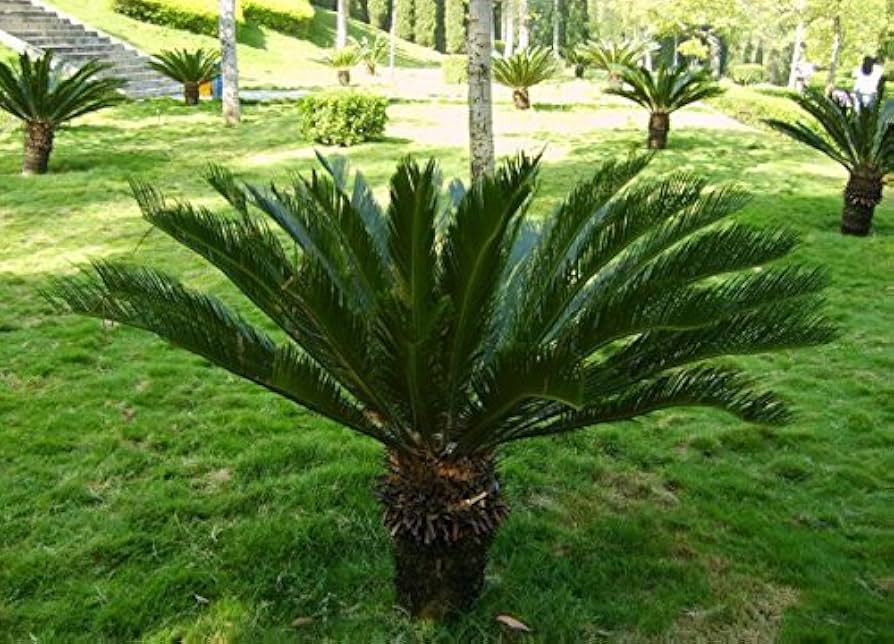 Grün Cycads Blumensamen zur Aussaat – farbenfroh Schau – Traditionssorte & ohne Gentechnik Samen Hausgarten