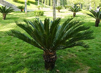Grün Cycads Blumensamen zur Aussaat – farbenfroh Schau – Traditionssorte & ohne Gentechnik Samen Hausgarten