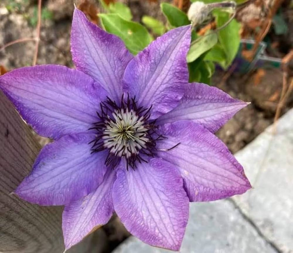 Violett Waldrebe Blumensamen zur Aussaat sonnenliebend Traditionssorte & ohne Gentechnik Samen Hausgarten