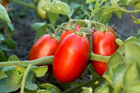 Long Cluster Tomate Samen zum Pflanzen Solanum lycopersicum for vegetable patches and home gardens