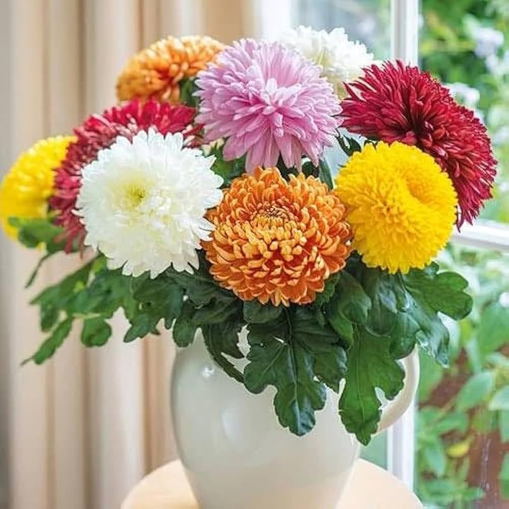 Traditionssorte Chrysantheme Blumensamen zur Aussaat lang Blüte Saison Traditionssorte & ohne Gentechnik Samen Hausgarten