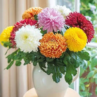 Traditionssorte Chrysantheme Blumensamen zur Aussaat lang Blüte Saison Traditionssorte & ohne Gentechnik Samen Hausgarten