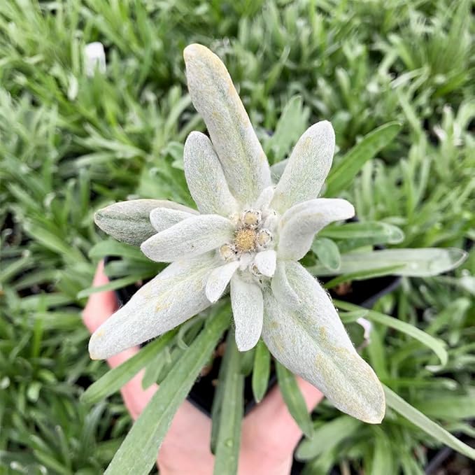 Edelweiss Leontopodium alpinum Blumensamen zur Aussaat Alpine Garten