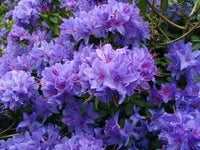 Violet azalea samen for anpflanzung - brighten your space
