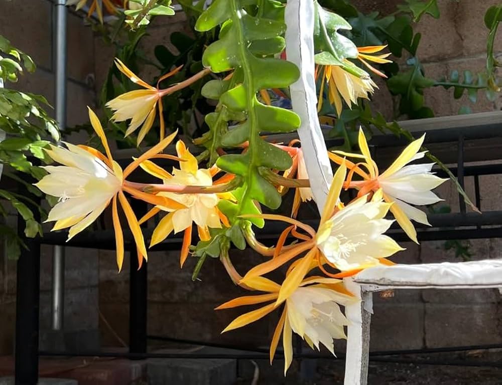 Gelb Epiphyllum Blume Samen zur Aussaat