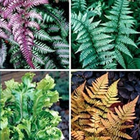 Fern blume samen for anpflanzung - long bloom season, heirloom & gmo free samen for home garten
 
 sale samen for home garten