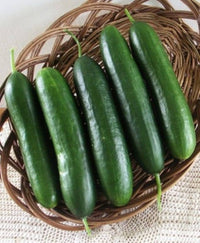 Dunkel Green Cucumber Samen zum Pflanzen - Premium Gemüsesamen