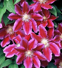 klein Rosa Waldrebe Blumensamen zur Aussaat Drought verträglich Traditionssorte & ohne Gentechnik Samen Hausgarten