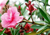Nerium Blumensamen zur Aussaat leuchtend Traditionssorte & ohne Gentechnik Samen Hausgarten