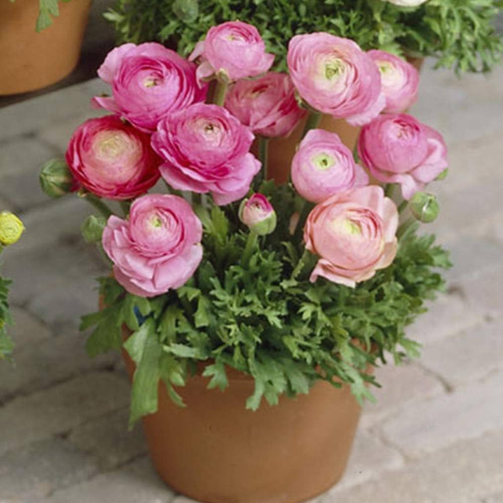Rosa Ranunculus Blumensamen zur Aussaat pflegeleicht Traditionssorte & ohne Gentechnik Samen Hausgarten