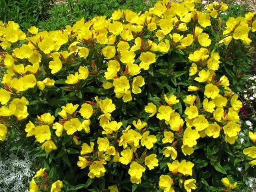 Evening Schlüsselblume Samen – zart Gelb Re-Seeding einjährige Blume