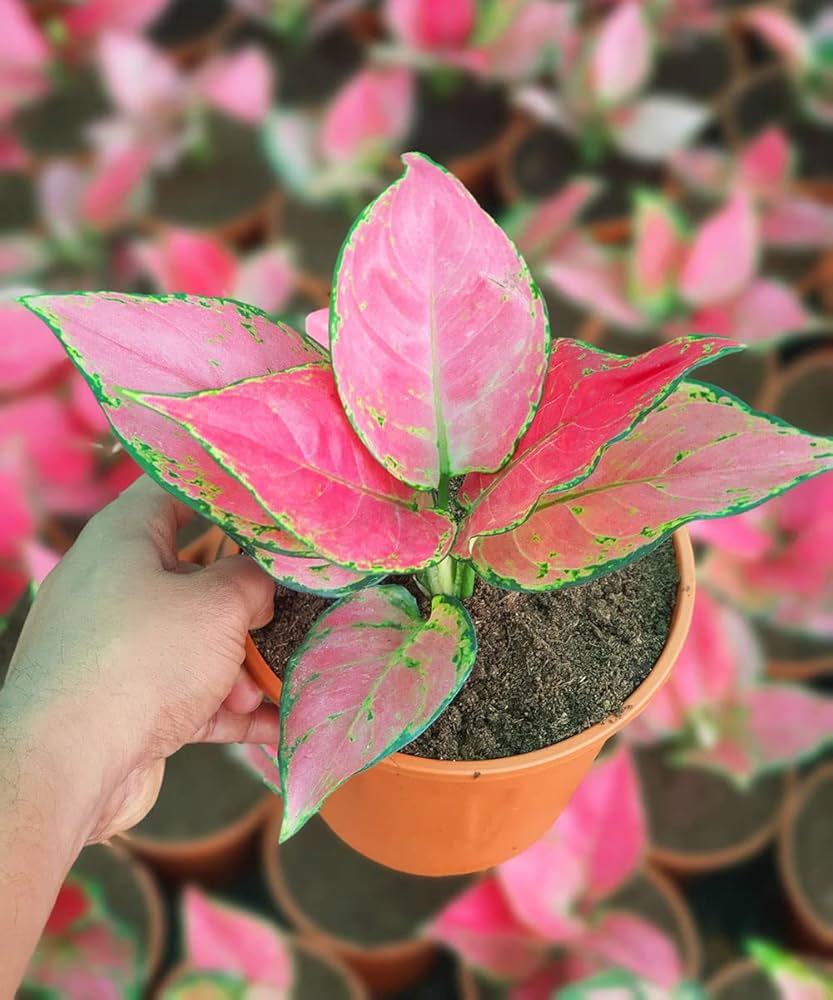 Rosa Aglaonema Blumensamen zur Aussaat – Anzucht – Traditionssorte & ohne Gentechnik Samen Hausgarten