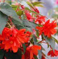 Trailing Begonie Blumensamen zur Aussaat – sonnenliebend – Traditionssorte & ohne Gentechnik Samen Hausgarten
