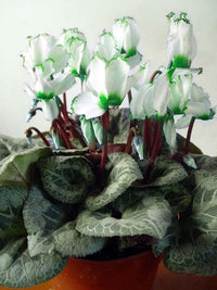 Grün weiß cyclamen blume samen for anpflanzung - low maintenance, heirloom & gmo free samen for home garten
 
 sale samen for home garten