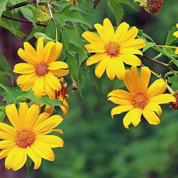 Tithonia diversifolia blume samen for anpflanzung - garten favorite, heirloom & gmo free samen for home garten
 
 sale for anpflanzung in home garten.