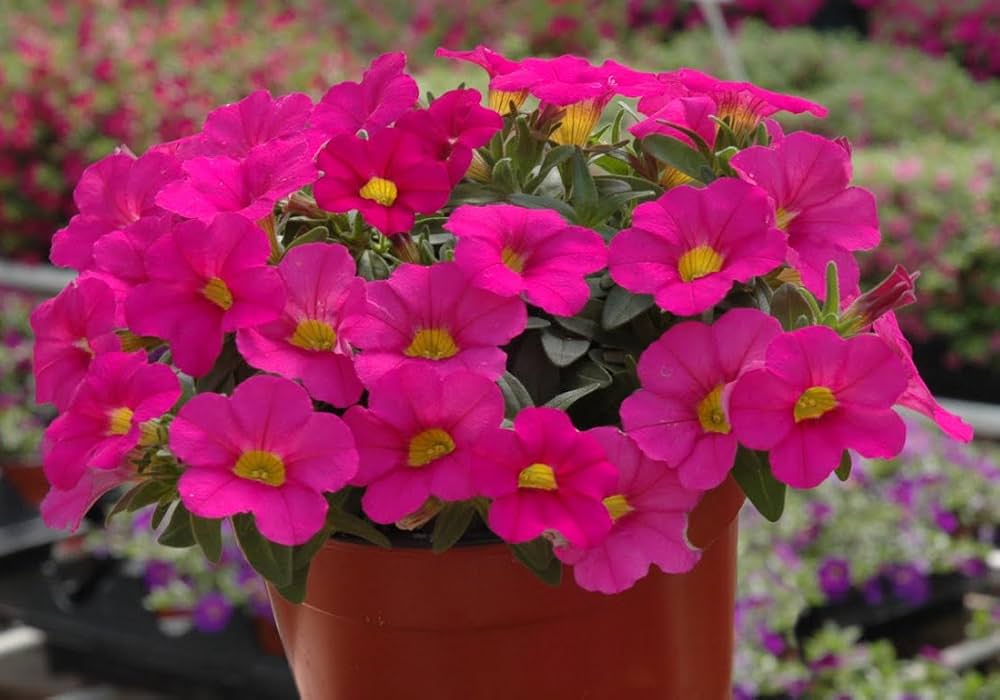 Pelletized Logro Floribunda Rose Vein Petunie Samen Striking Garten Schauanlagen