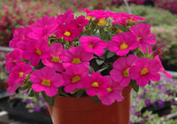 Pelletized Logro Floribunda Rose Vein Petunie Samen Striking Garten Schauanlagen