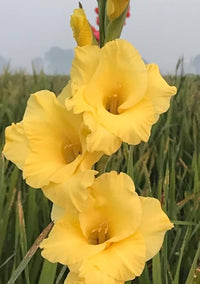 Gelb Gladiole Hybridus Blumensamen zur Aussaat – Halbschatten verträglich – Traditionssorte & ohne Gentechnik Samen Hausgarten