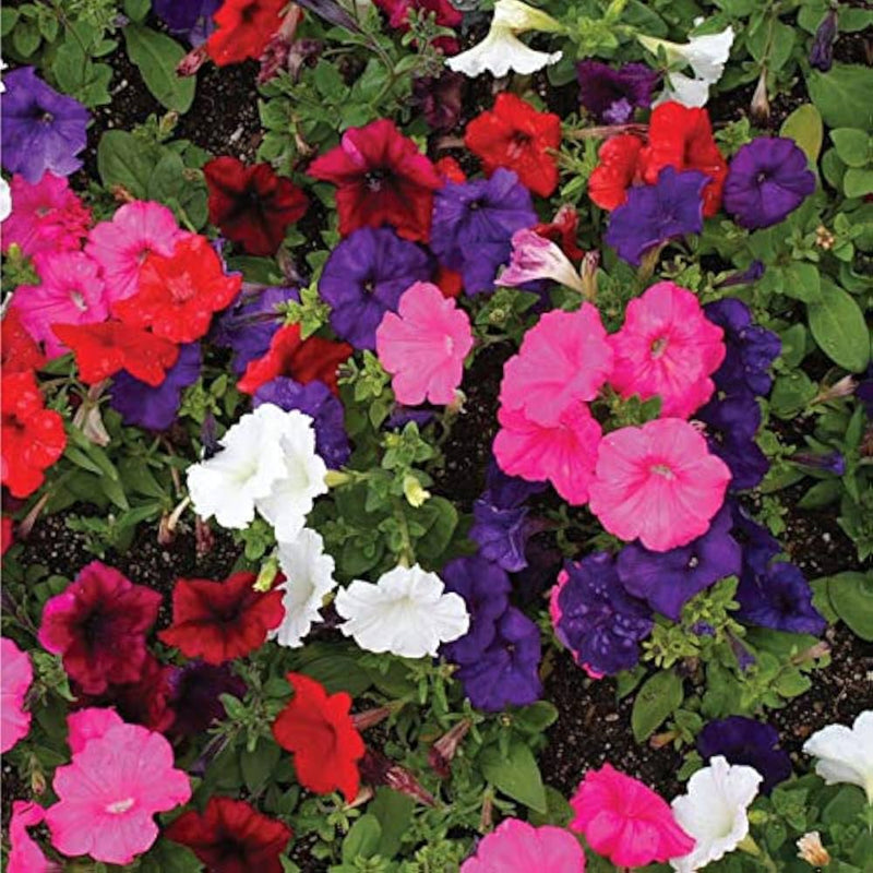 Petunia candypops concord spring mix samen for colorful gardens