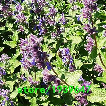 Lila mint blume samen for anpflanzung - hardy variety, heirloom & gmo free samen for home garten
 
 sale for anpflanzung in home garten