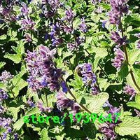 Lila mint blume samen for anpflanzung - hardy variety, heirloom & gmo free samen for home garten
 
 sale for anpflanzung in home garten