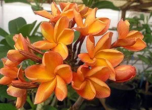 Orangen plumeria plumeria spp for anpflanzung in tropical garten