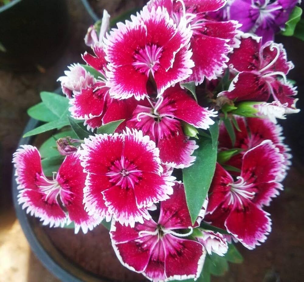 Rosa Weiß Nelke Blumensamen zur Aussaat Bestäuber freundlich Traditionssorte & ohne Gentechnik Samen Hausgarten