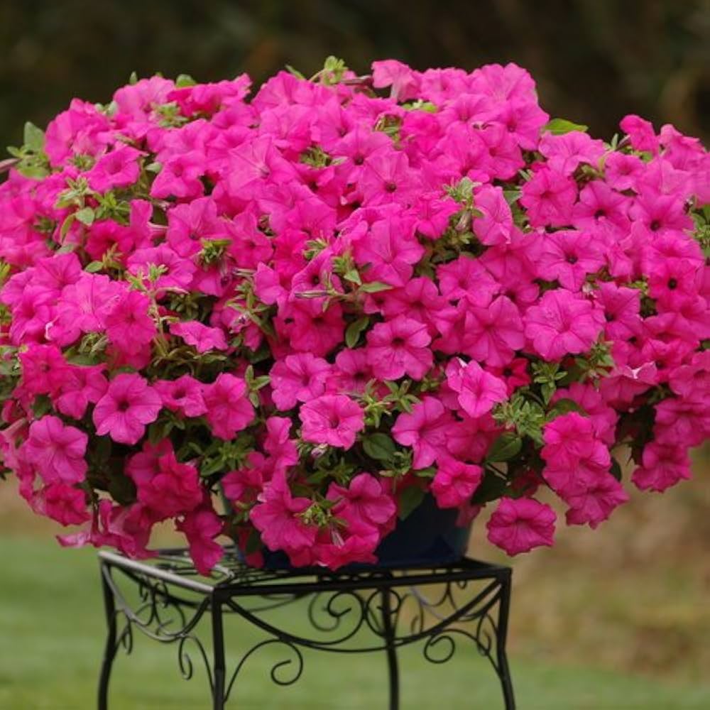 Petunie Freiheit Rosa Pelletized Petunie Samen leuchtend Garten Blüten