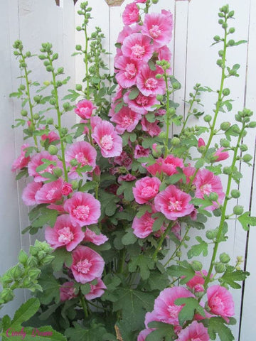 Zebrina mini hollyhock alcea rosea for anpflanzung in blume bed