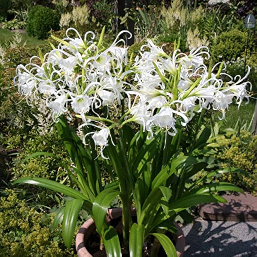 Weiß Lycoris Radiata Blumensamen – elegant Samen zur Aussaat für wunderschöne Gärten