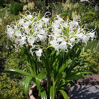 Weiß Lycoris Radiata Blumensamen – elegant Samen zur Aussaat für wunderschöne Gärten