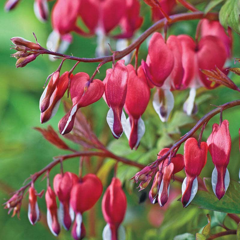 Calceolaria dicentra spectabilis rare blumen