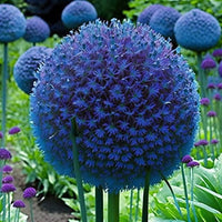 Riesenlauch (Allium giganteum) Samen selten Blumen und Bonsai