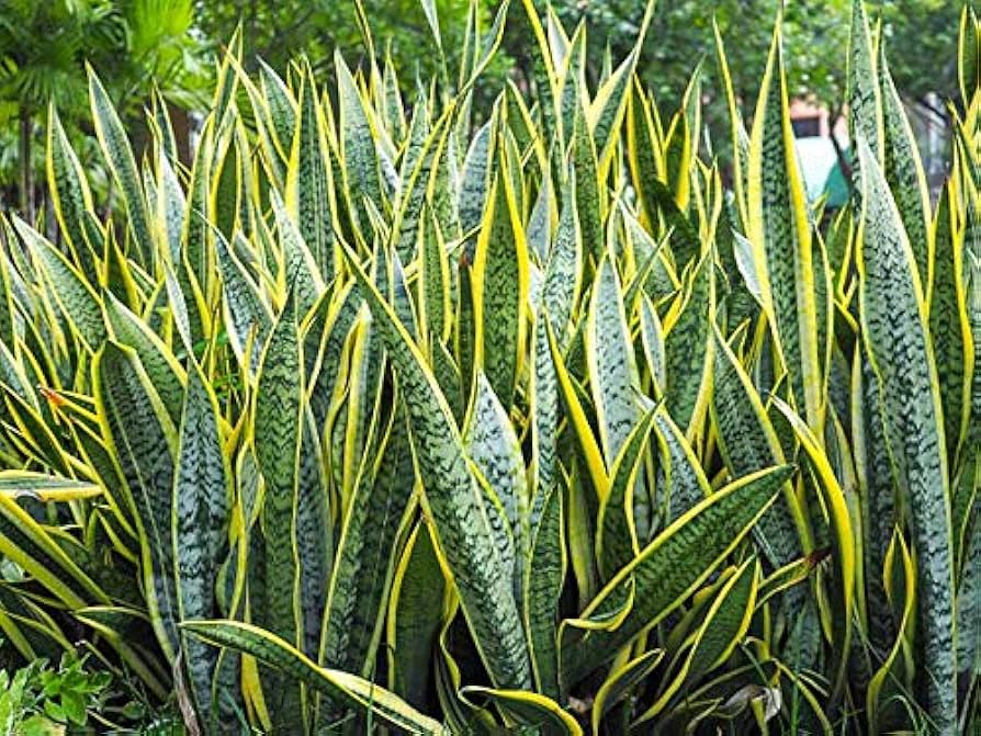 kaufen blue sansevieria pflanze pflanzung samen Stück, 100 Stück