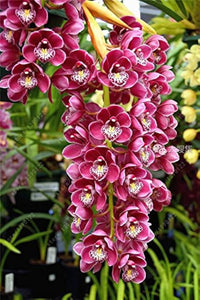 Gemischt Cymbidium Maxillaria Goeringii Samen zur Aussaat kompakt Wuchs Traditionssorte & ohne Gentechnik Samen Hausgarten
