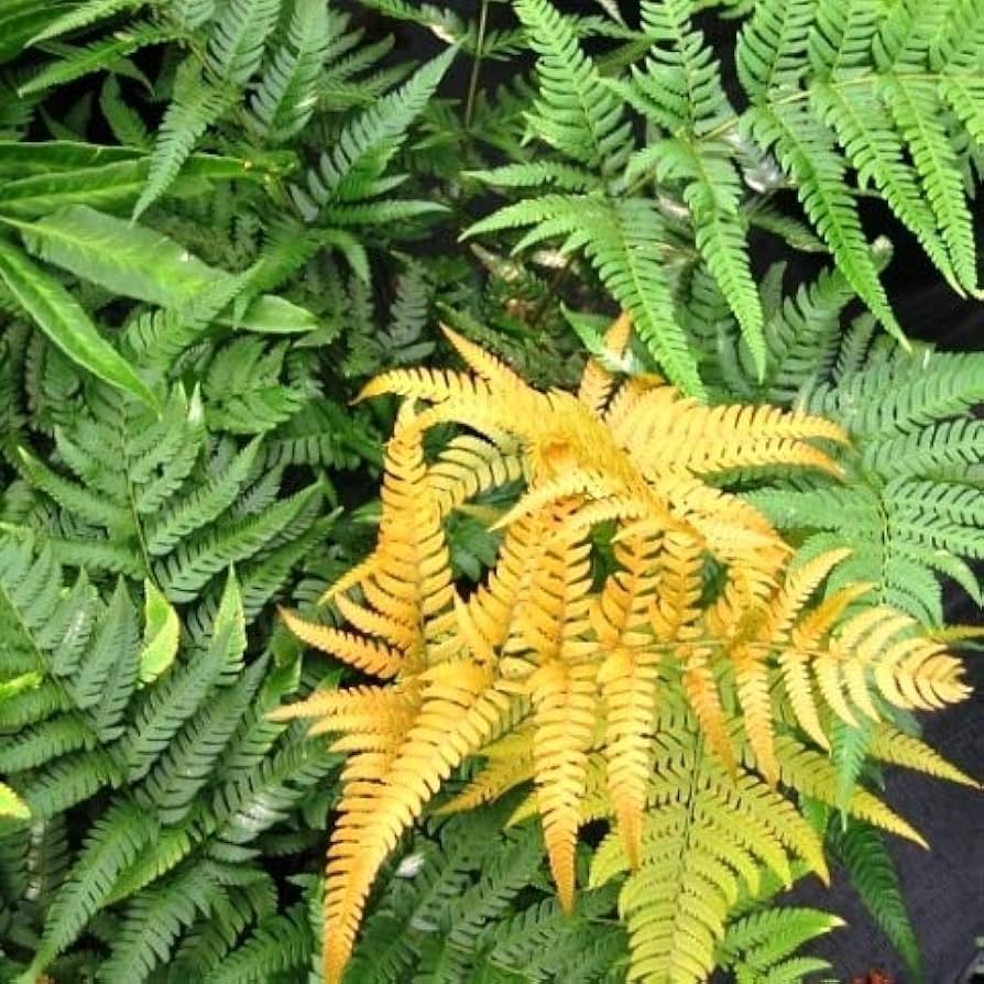 Rot Fern Pteridophyta Samen zur Aussaat ideal Rabatten Traditionssorte & ohne Gentechnik Samen Hausgarten