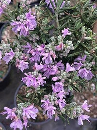 Rosemary blume blume samen for anpflanzung - low maintenance, heirloom & gmo free samen for home garten
 
 sale for anpflanzung in home garten