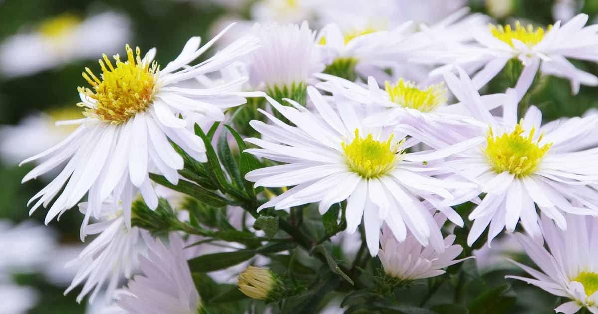 Aster (aster blume) samen for anpflanzung in home garten