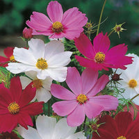 Cosmos Sensation Mischung Blumensamen leuchtend und robust Garten Blüten